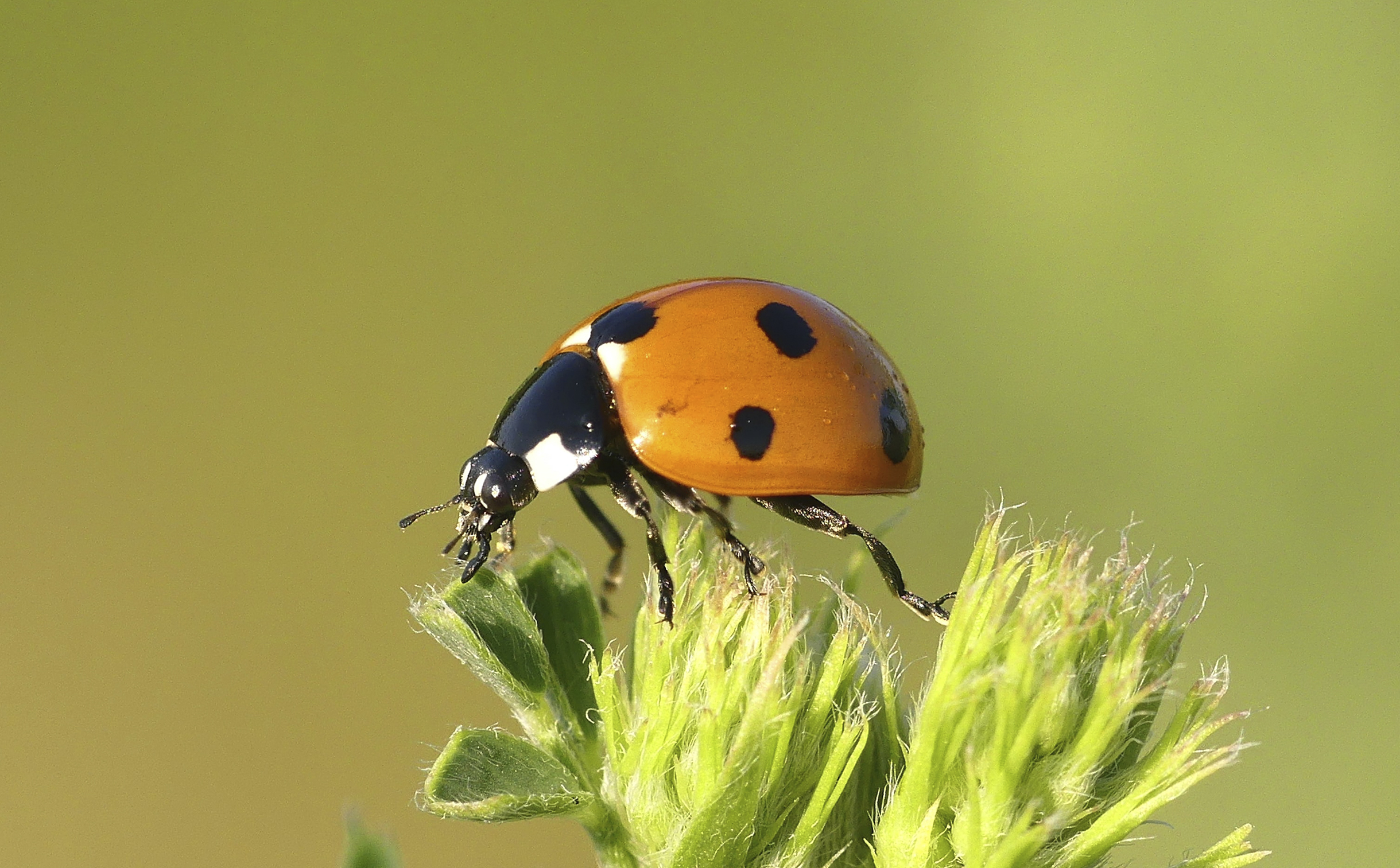 entomologia_entomology