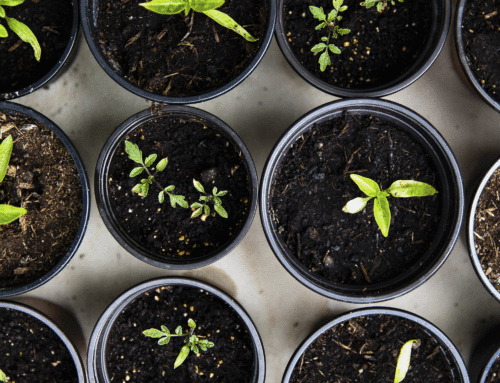 Materiale compostabile: di cosa si tratta?