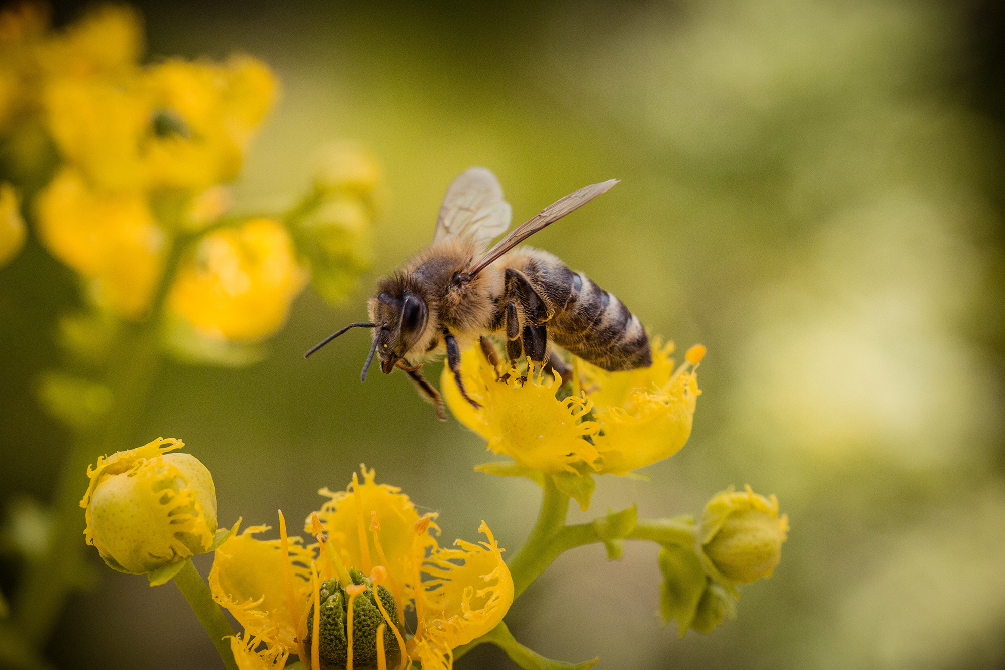 trollinho-1dCrnzJIGFE-unsplash Entomologia