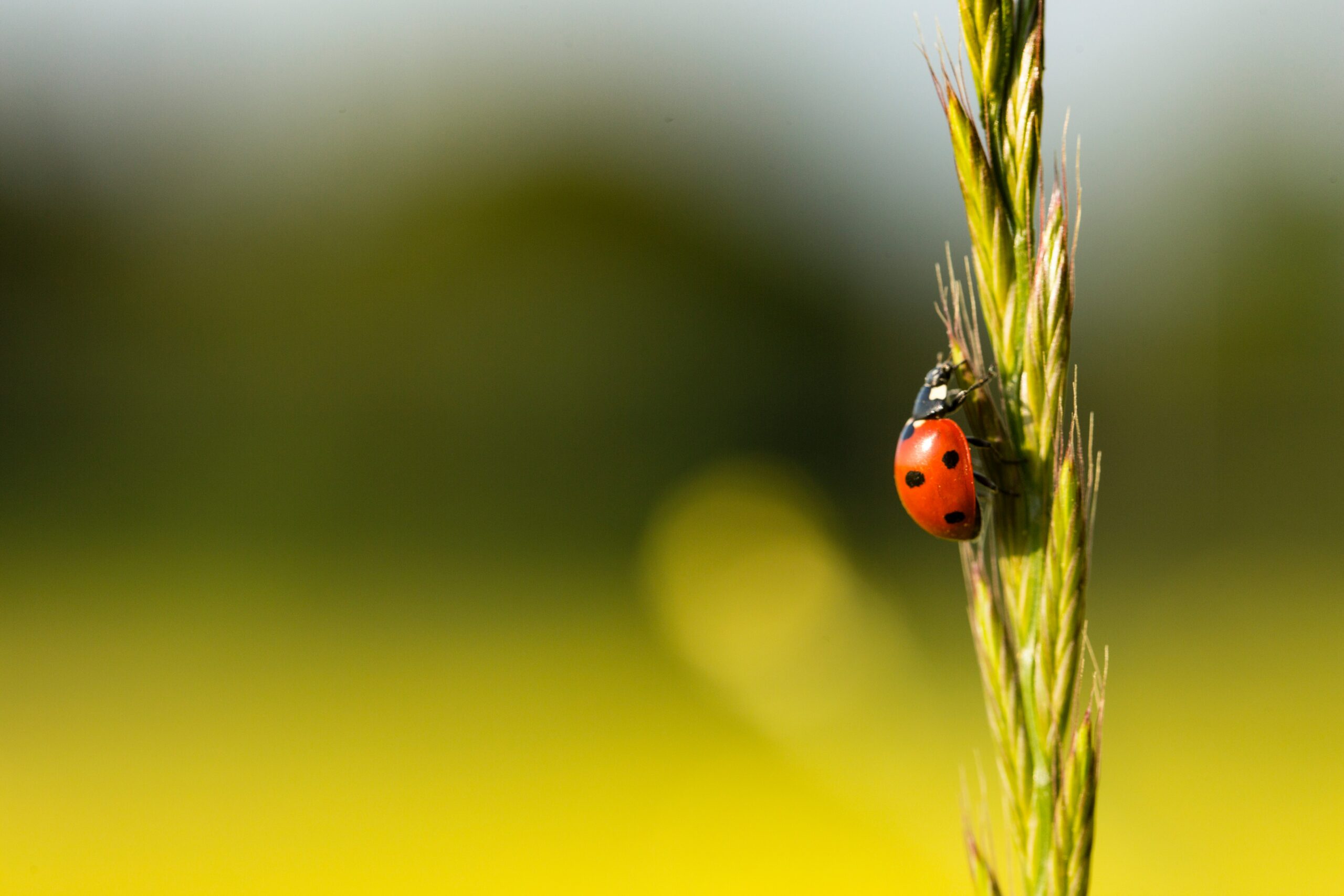 Antagonisti naturali