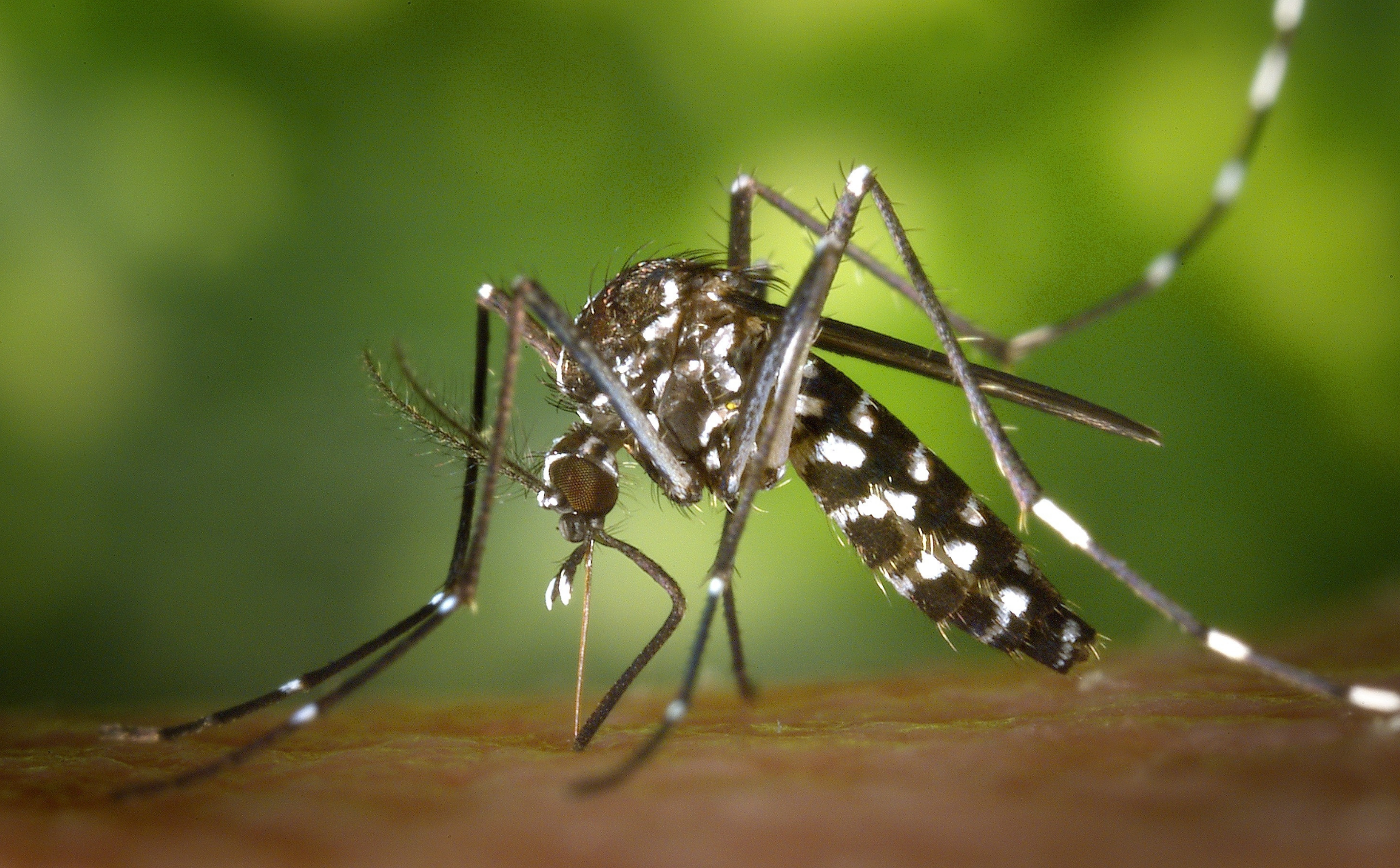 Aedes albopictus