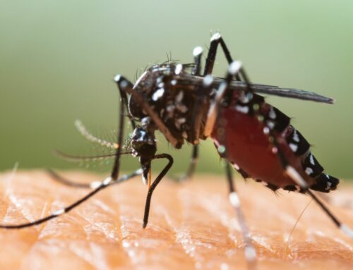 App antizanzare: segnalare le zanzare attraverso Mosquito Alert