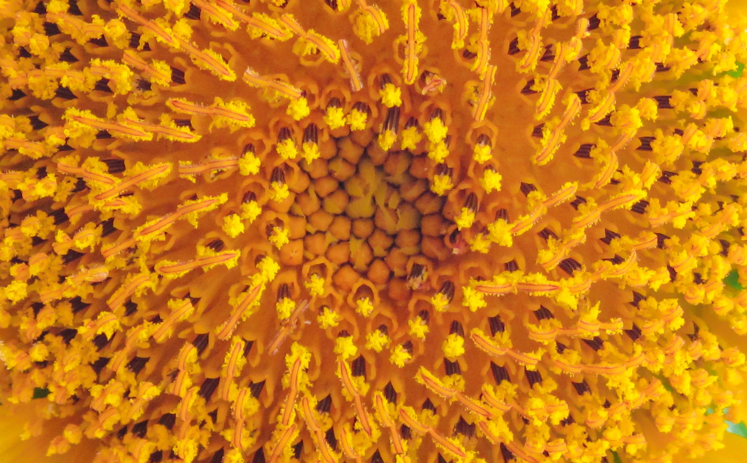 adrian-diaz-sieckel-8HygdQ2SOD4-unsplash