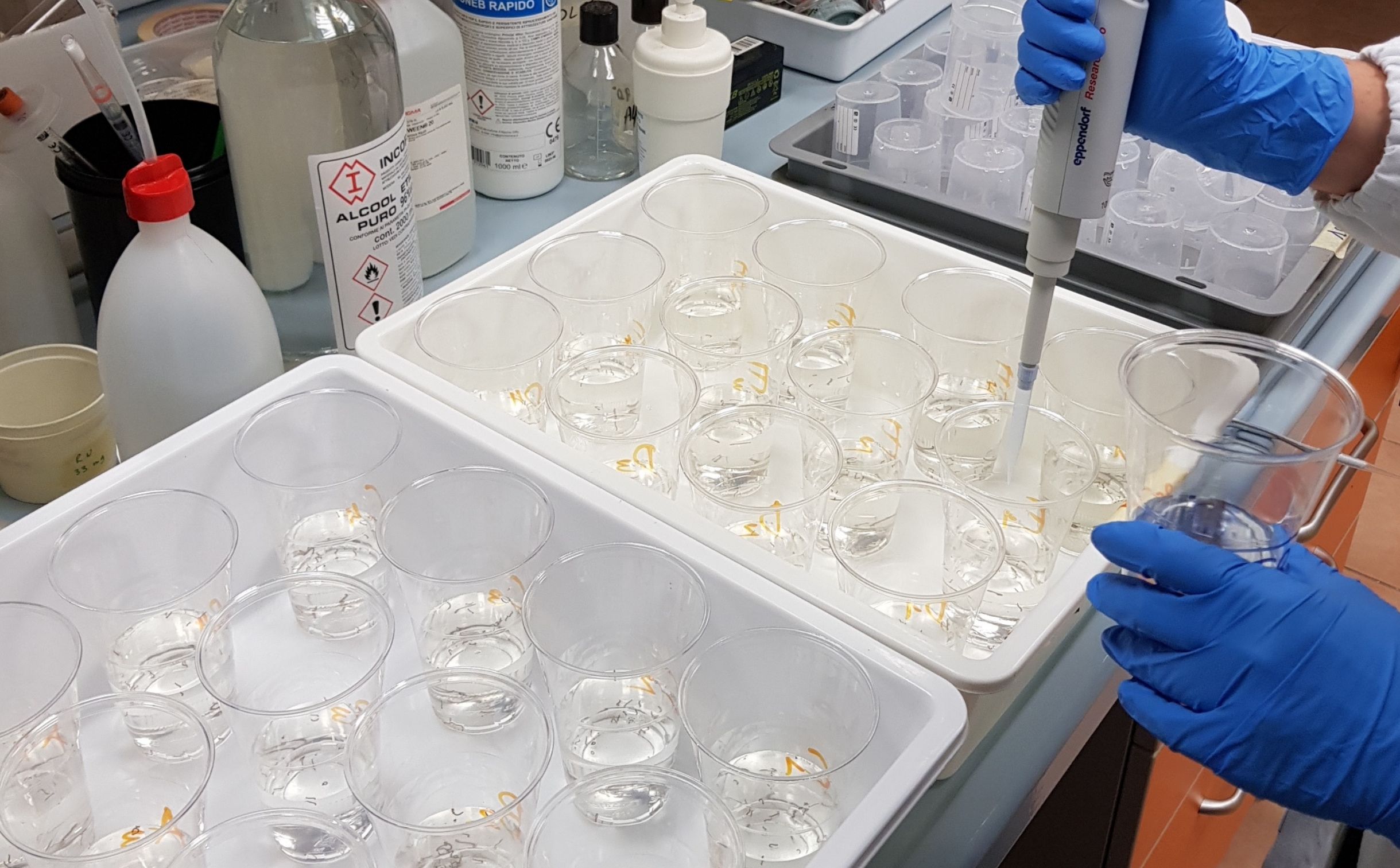 laboratorio caa entomologia