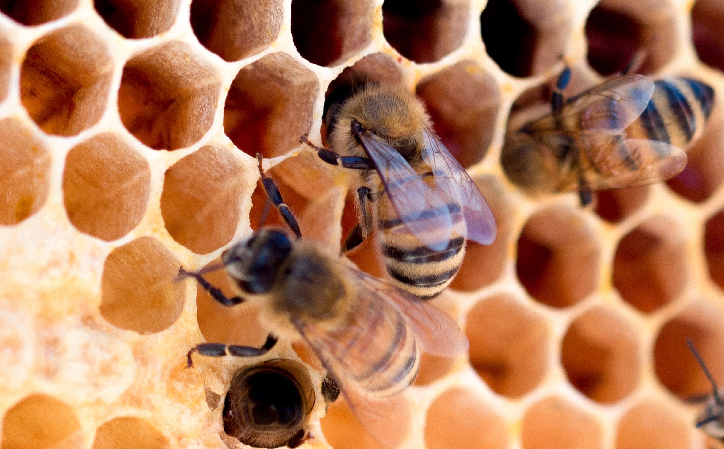 tutela delle api