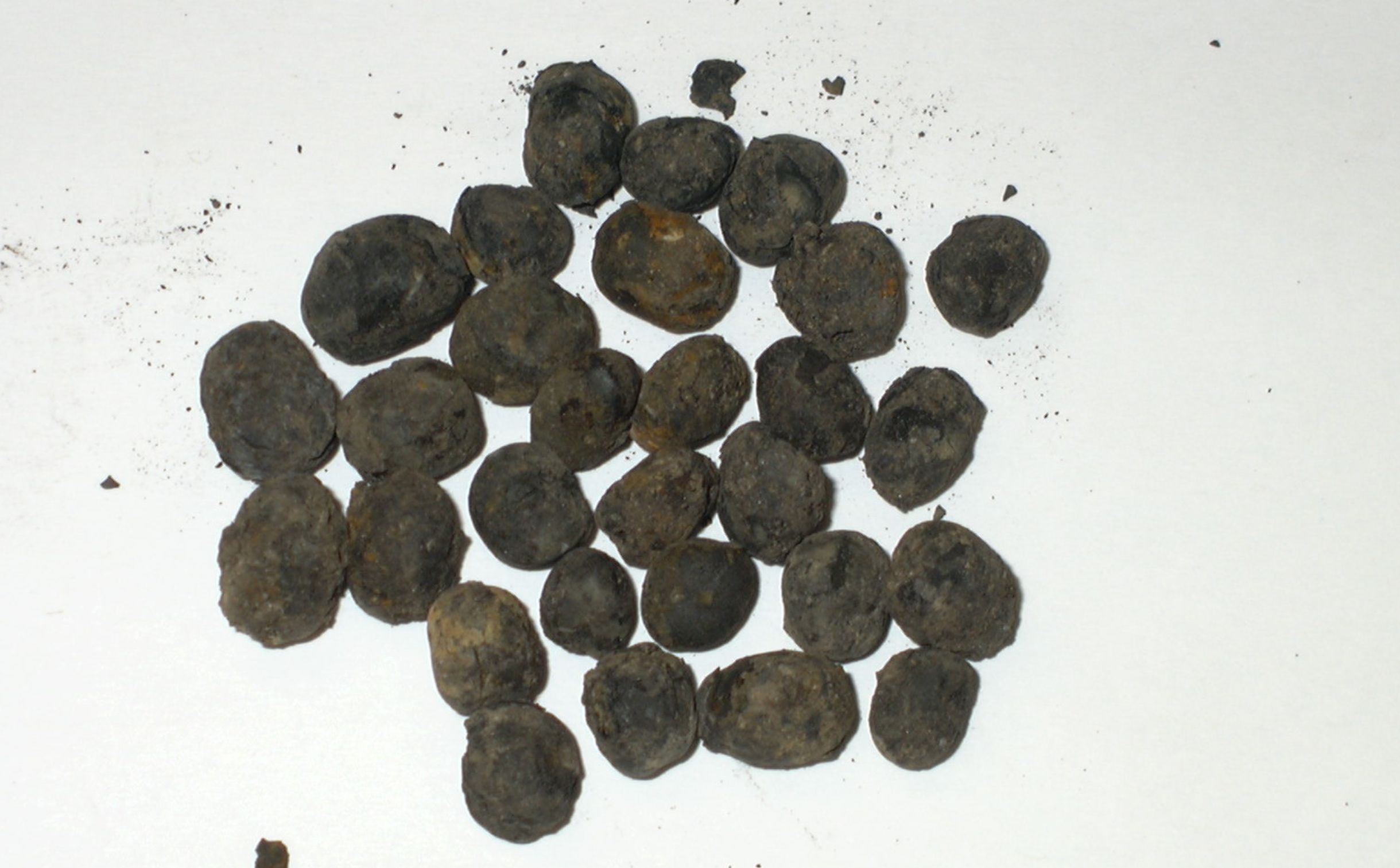 semi – caa archeobotanica
