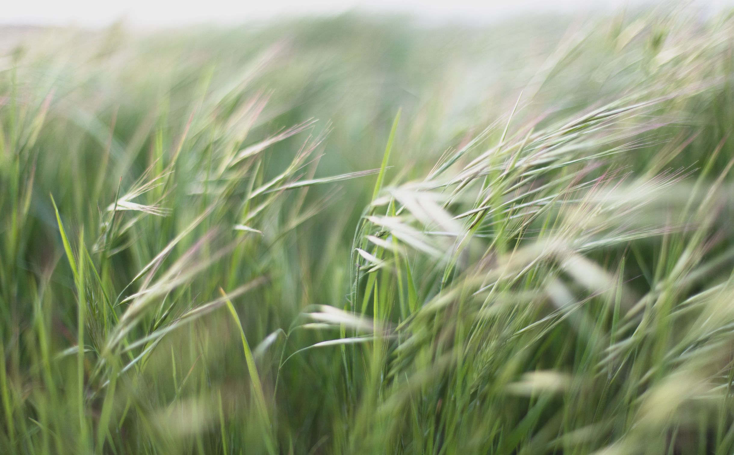 sixteen-miles-out-wiCs6QQHyRY-unsplash allergie crociate