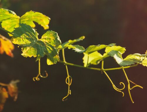 Peronospora della vite: come si comporta il CAA?