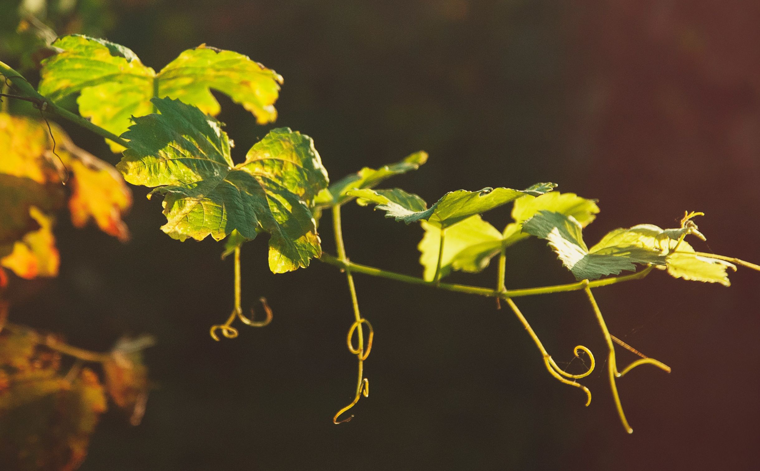 peronospora della vite