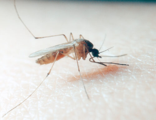 West Nile Virus: sorveglianza One Health e dati