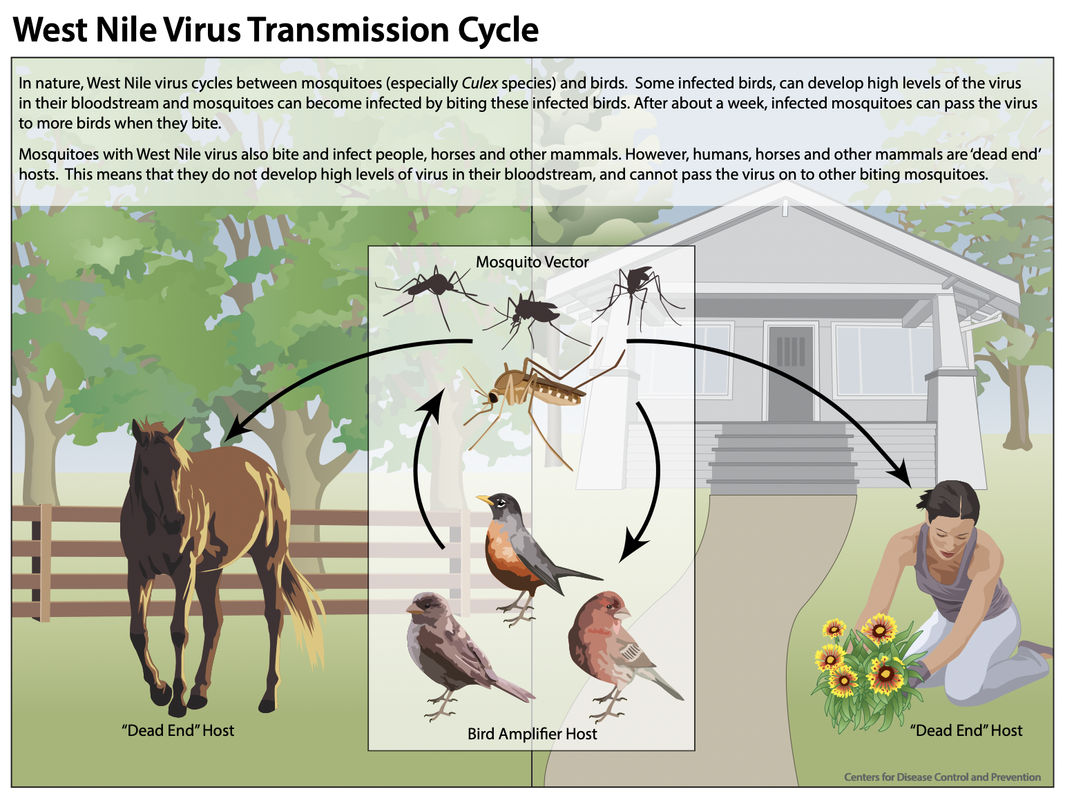 West Nile Virus