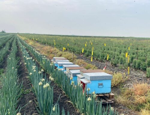 Una difesa fitosanitaria delle colture da seme compatibile con l’ambiente