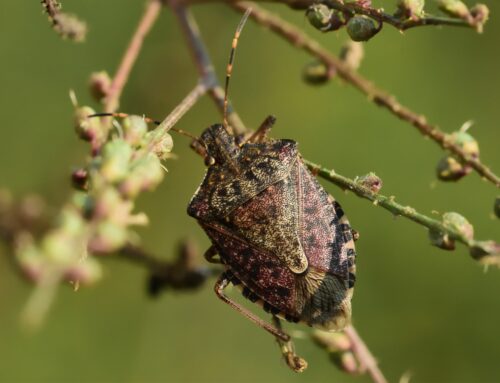 Cimici asiatiche: i rimedi naturali funzionano?