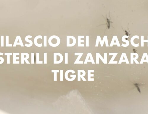 Rilascio dei Maschi sterili di Zanzara Tigre