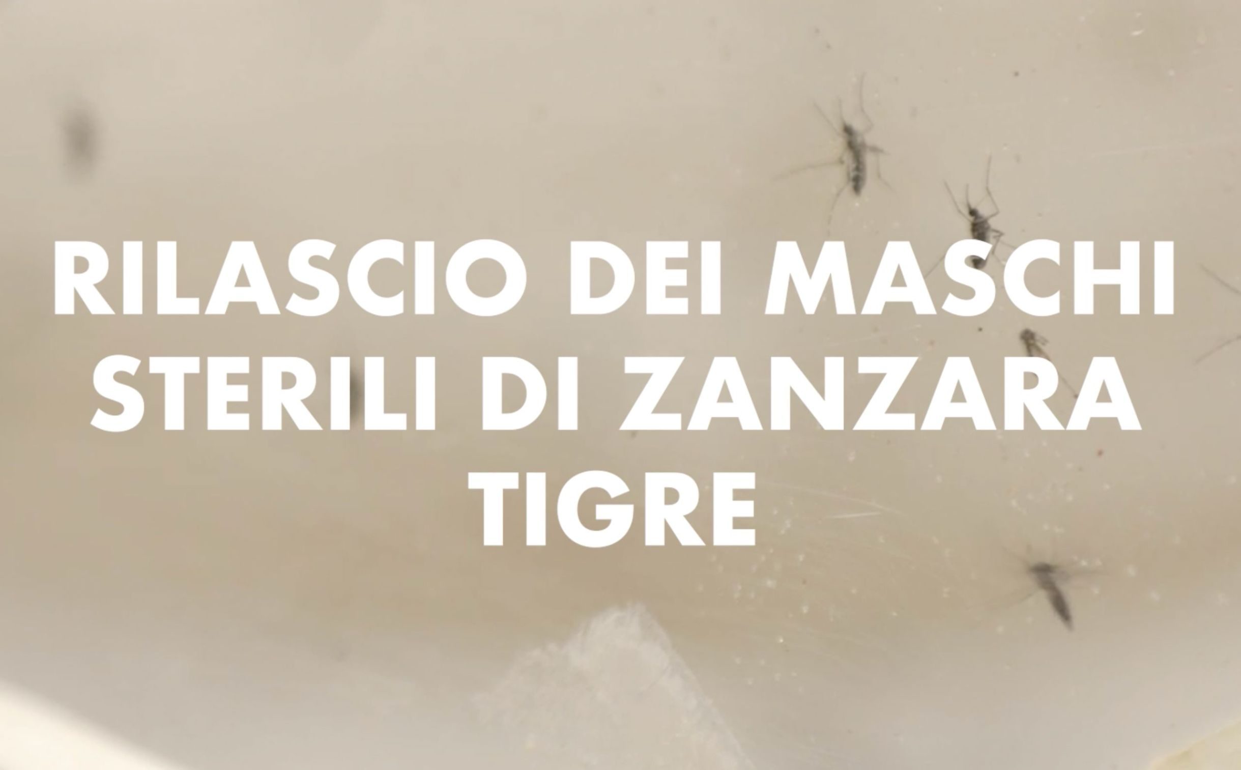 Maschi sterili di zanzara tigre