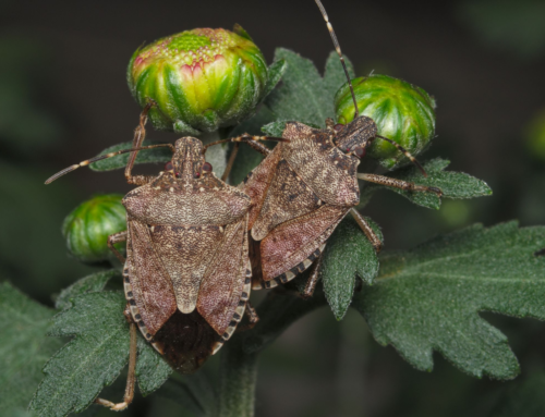 Cimice asiatica: il ruolo del Centro Agricoltura Ambiente