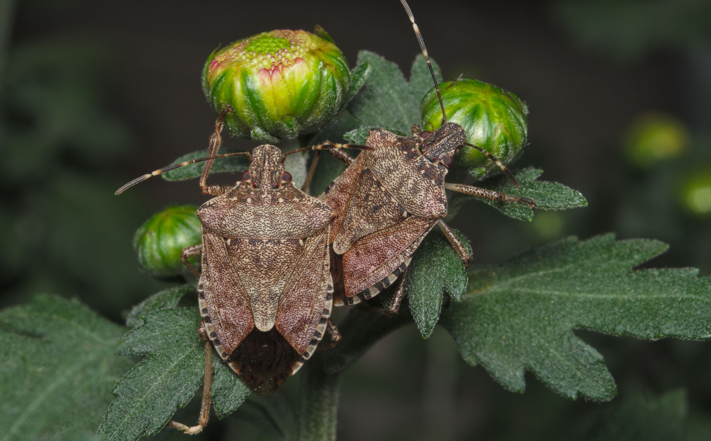 Cimice asiatica in Italia: il ruolo del Centro Agricoltura Ambiente