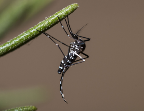 Zanzare in inverno: le conseguenze del cambiamento climatico