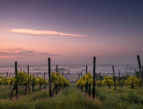 Vite e vino nel mondo antico