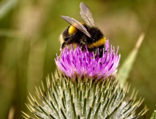 Allergia al polline: da cosa deriva?