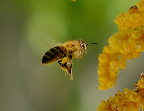 ECOSEME: ridurre gli insetticidi e salvare gli insetti impollinatori