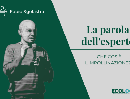 La parola dell’esperto: Fabio Sgolastra e il servizio di impollinazione