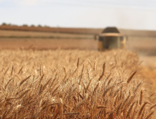 SQNPI: il controllo qualità dell’agricoltura integrata