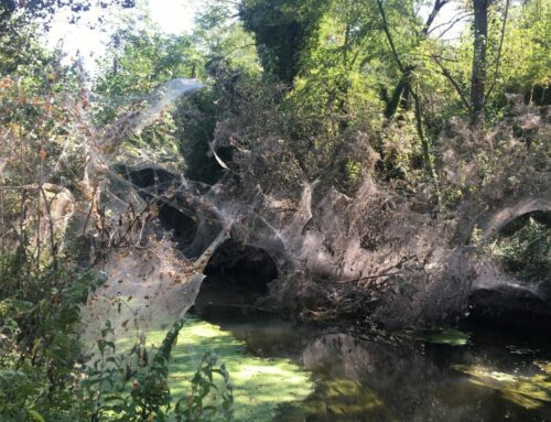 Il canale Navile di Bologna ospita un piccolo ragno predatore