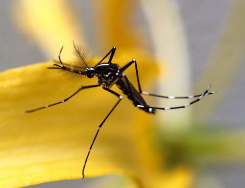 Quante specie di zanzare esistono?