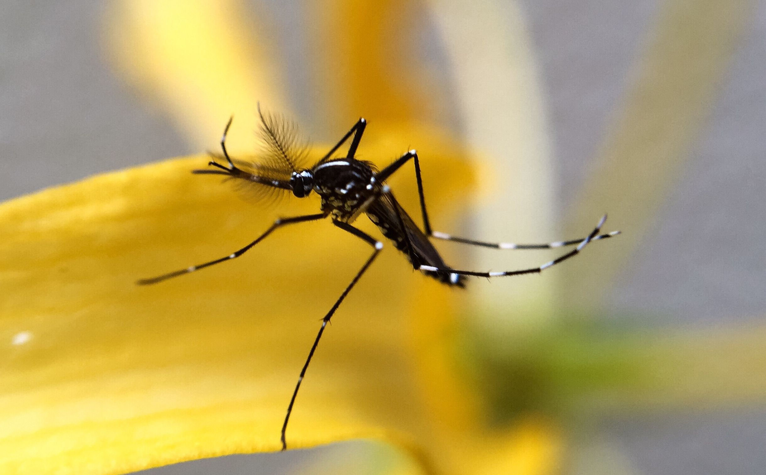 mosquito-2022-11-09-14-52-29-utc specie di zanzara