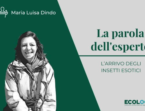 La parola dell’esperto: l’arrivo degli insetti esotici