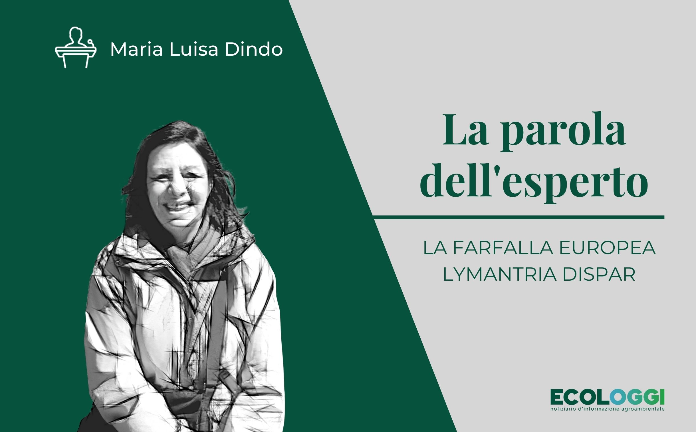 Lymantria dispar