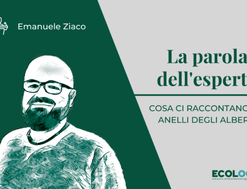 La parola dell’esperto: cosa ci raccontano gli anelli degli alberi?