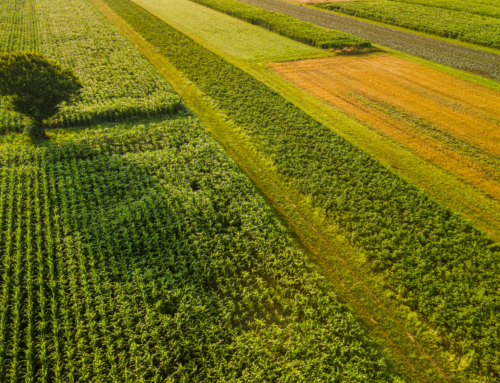Ecotransfer: il contributo del CAA nello sviluppo di soluzioni alle problematiche fitosanitarie