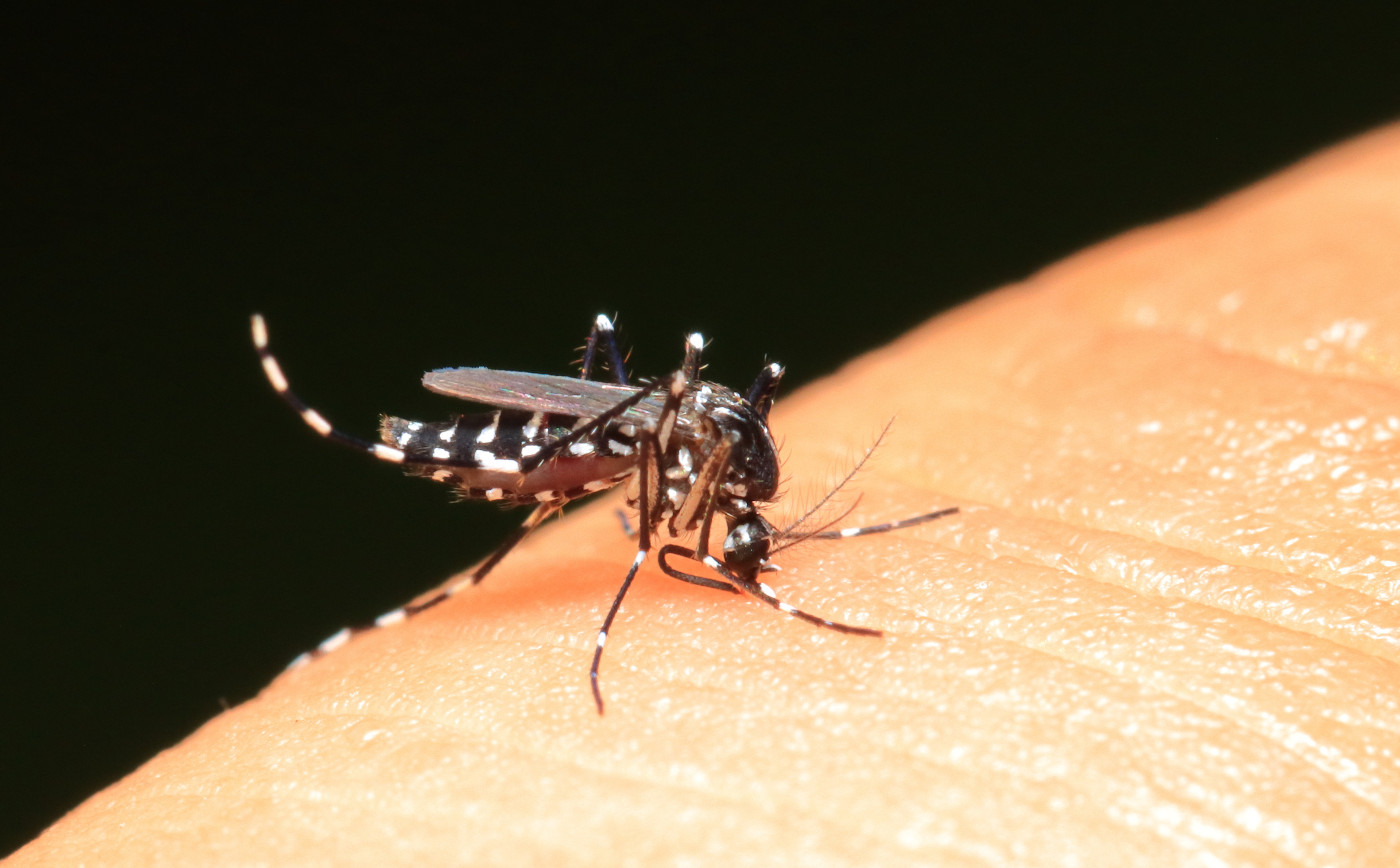Dengue