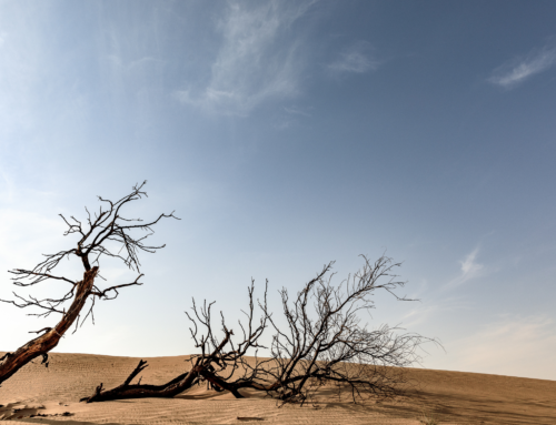 Il 17 giugno è la Giornata mondiale per la lotta alla desertificazione