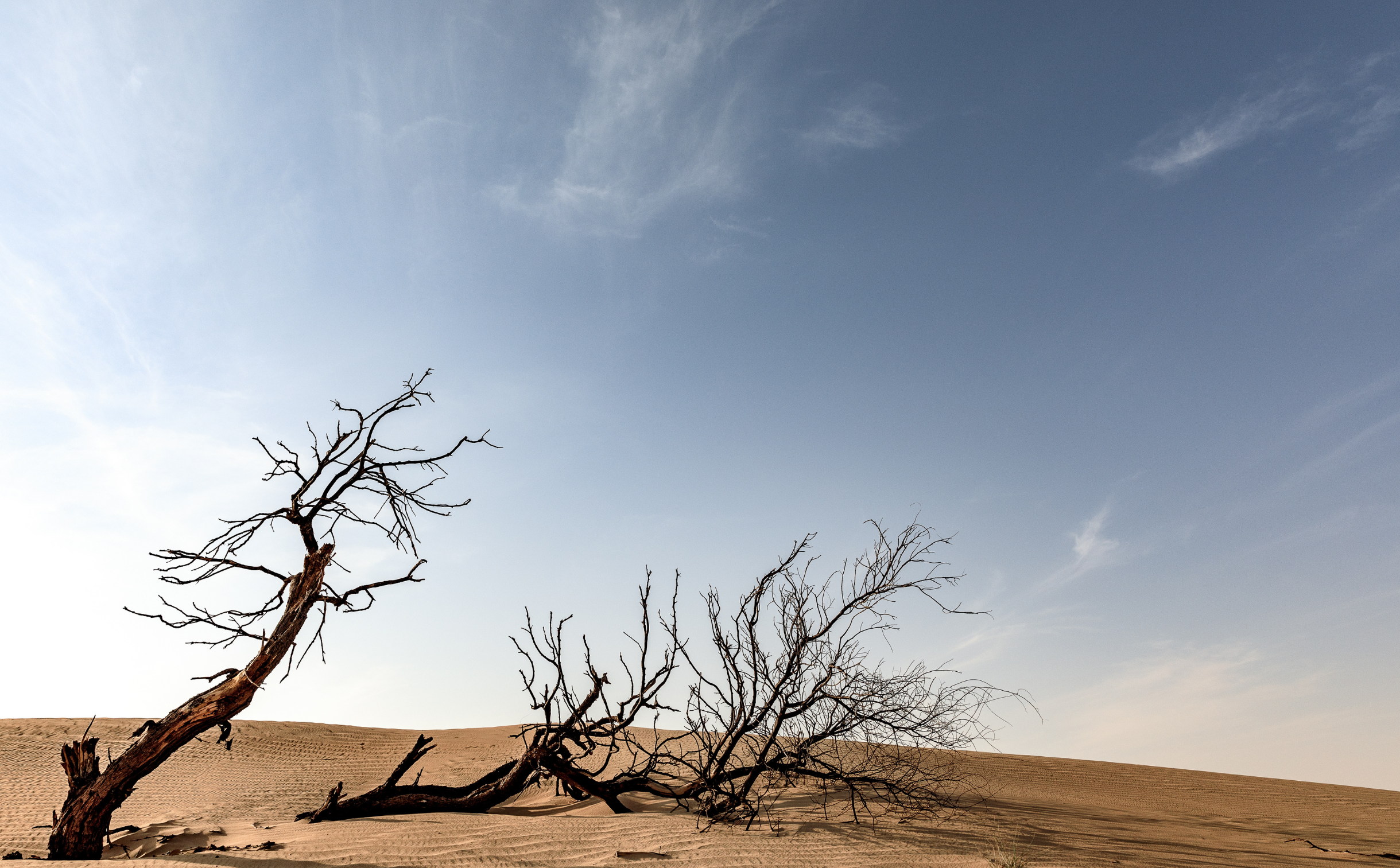 dry-dead-tree-in-the-desert-where-sand-is-orange-a-2023-11-27-04-56-20-utc desertificazione