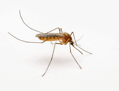 West Nile: l’Emilia-Romagna intensifica la prevenzione