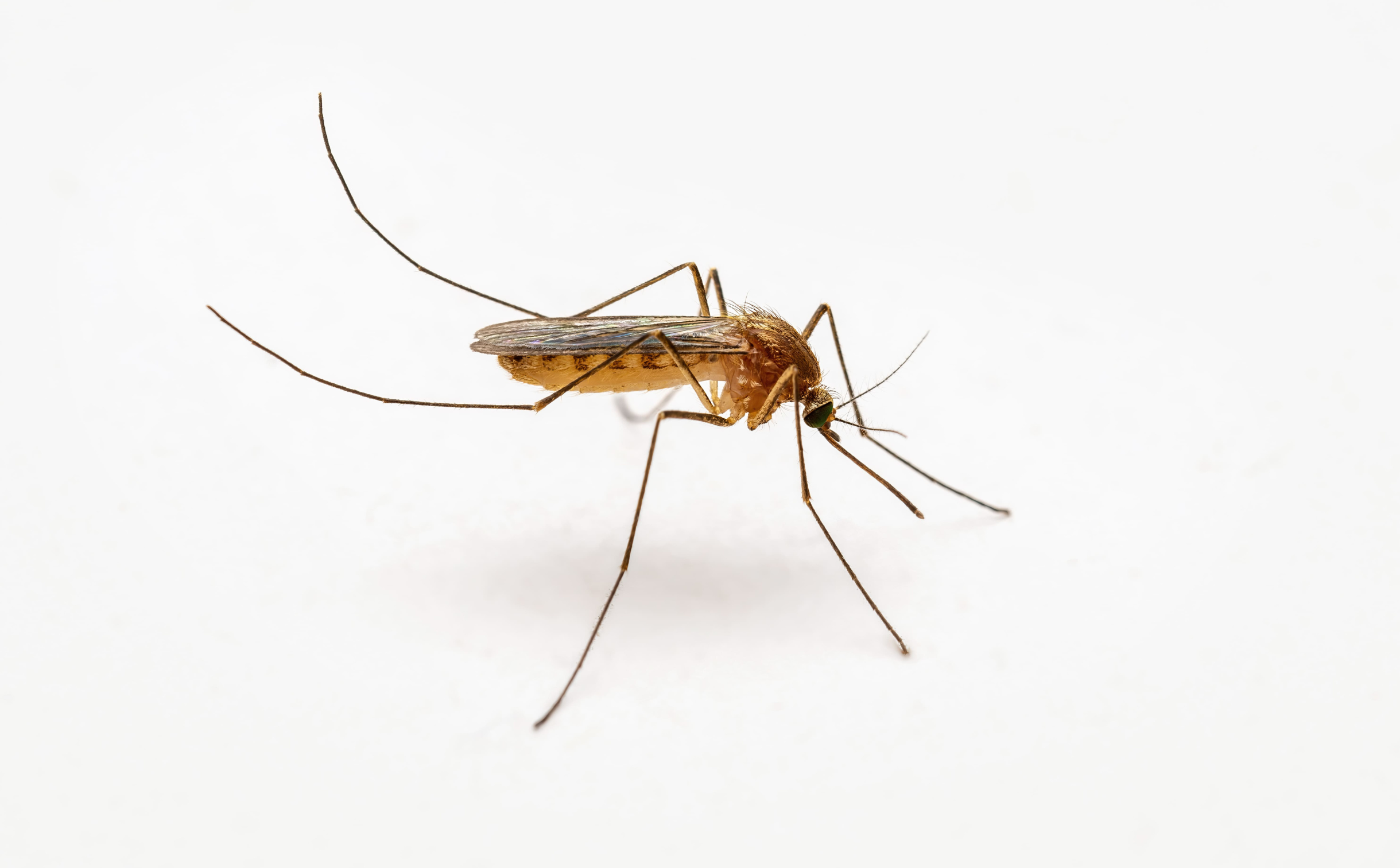 West Nile