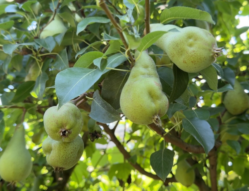 Nel progetto ECOTRANSFER vengono divulgate informazioni utili anche per difendersi dalla cimice asiatica