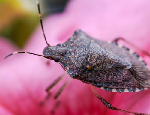 L’innovazione nel contrasto alla cimice asiatica passa anche dalla lotta biologica