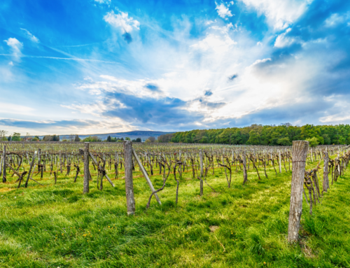 I risultati della sperimentazione sulla vite divulgati agli agricoltori nell’ultima visita dimostrativa del progetto ECOTRANSFER