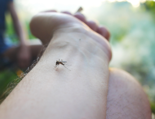 L’IA trasforma l’entomologia medica: una rivoluzione nella lotta ai vettori di malattie