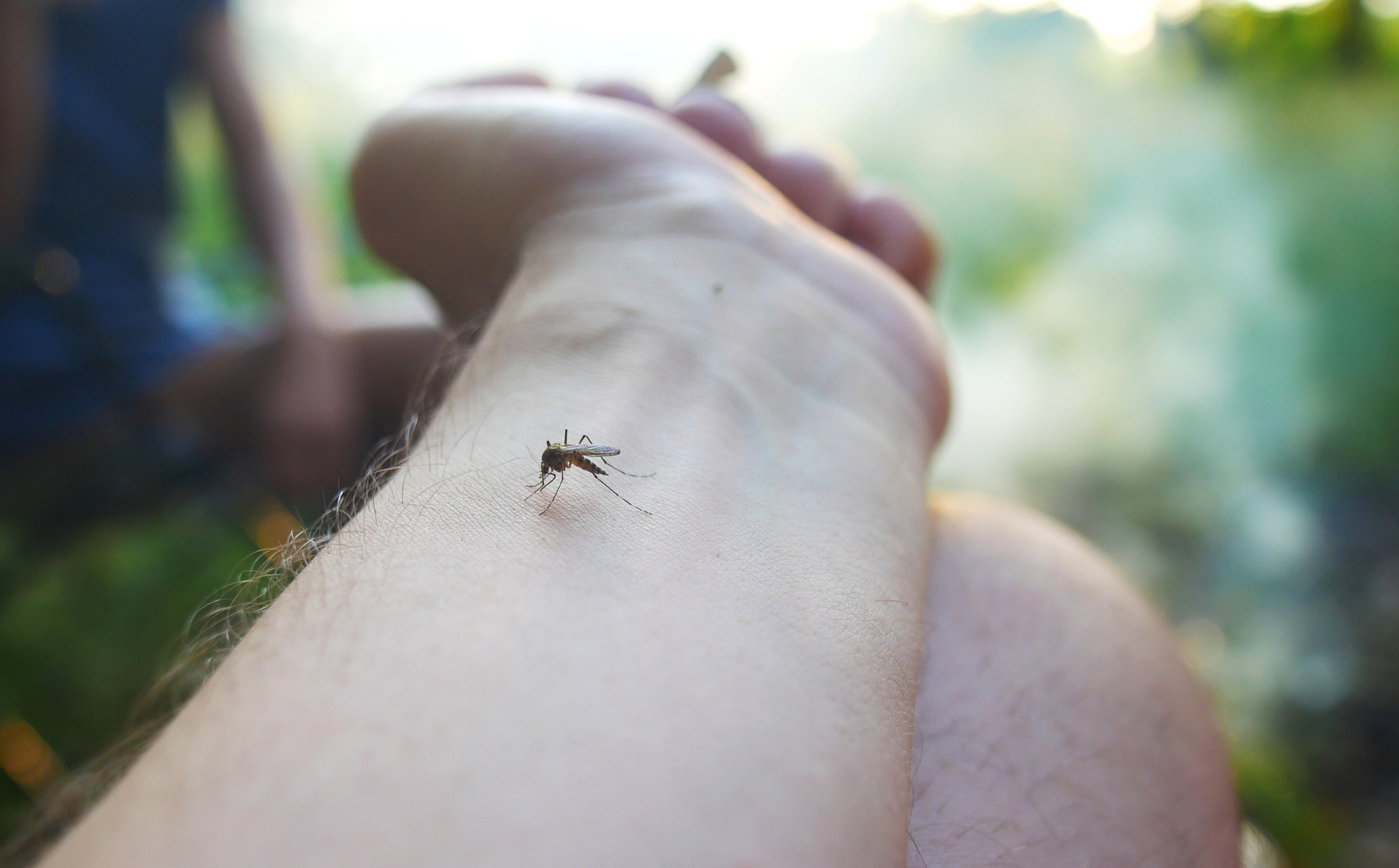 entomologia medica