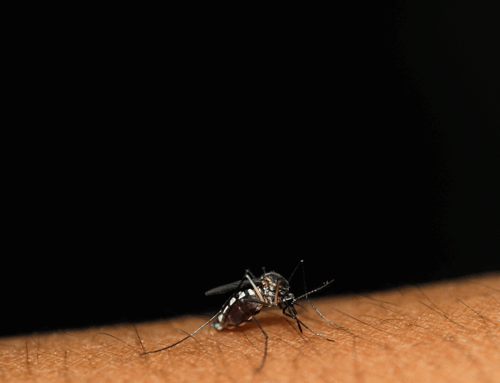 CAA apre alla fornitura di maschi sterili per la lotta biologica alla Zanzara Tigre