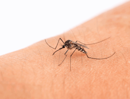 Arbovirus e la loro diffusione accelerata: l’OMS lancia l’allerta
