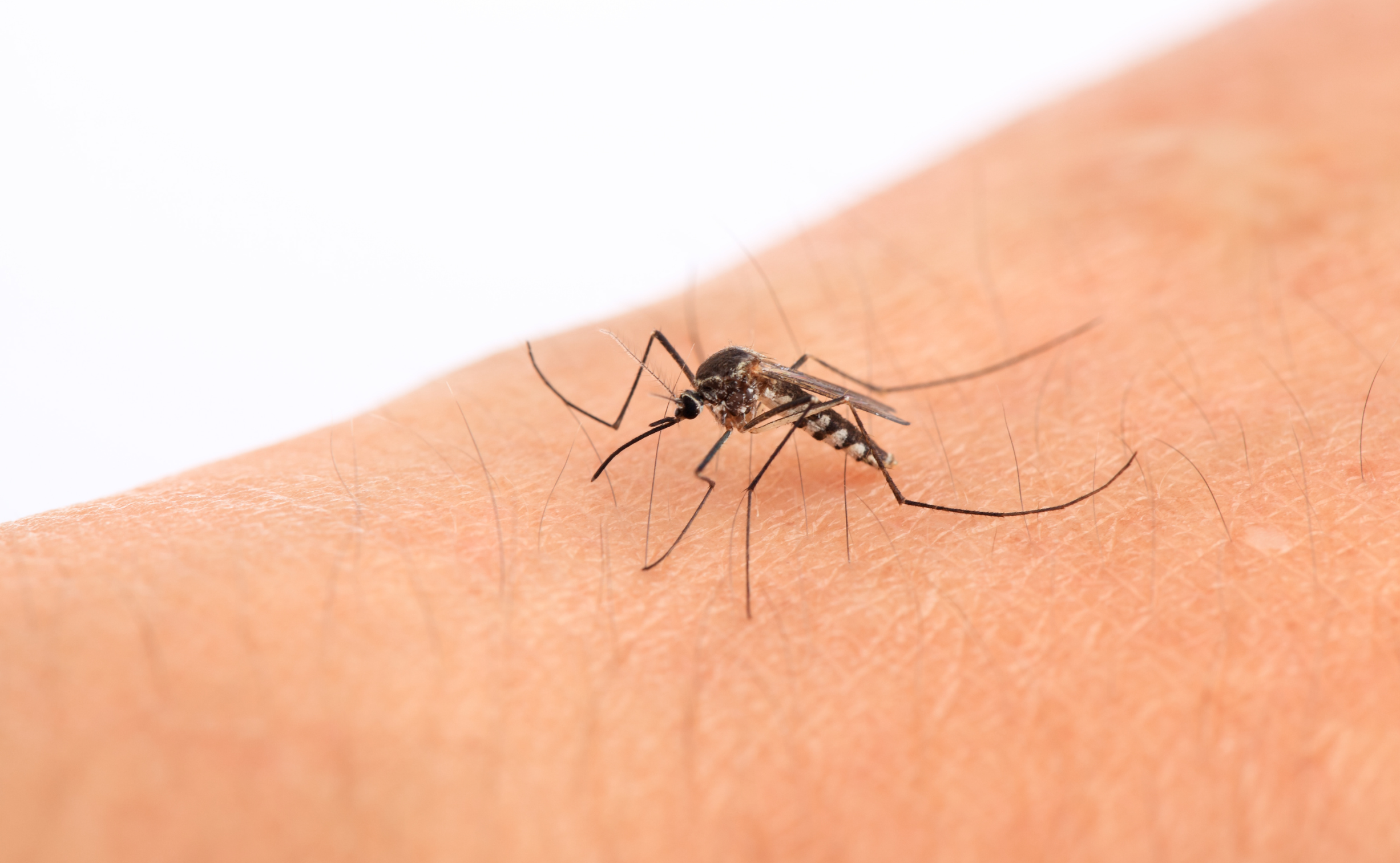 Arbovirus