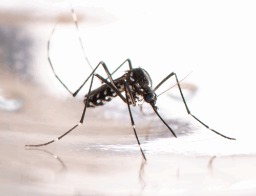 Lotta biologica in Svizzera: la sperimentazione della SUPSI con il supporto del CAA