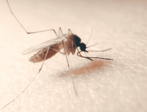 Culex pipiens e Culex juppi: una nuova sfida entomologica