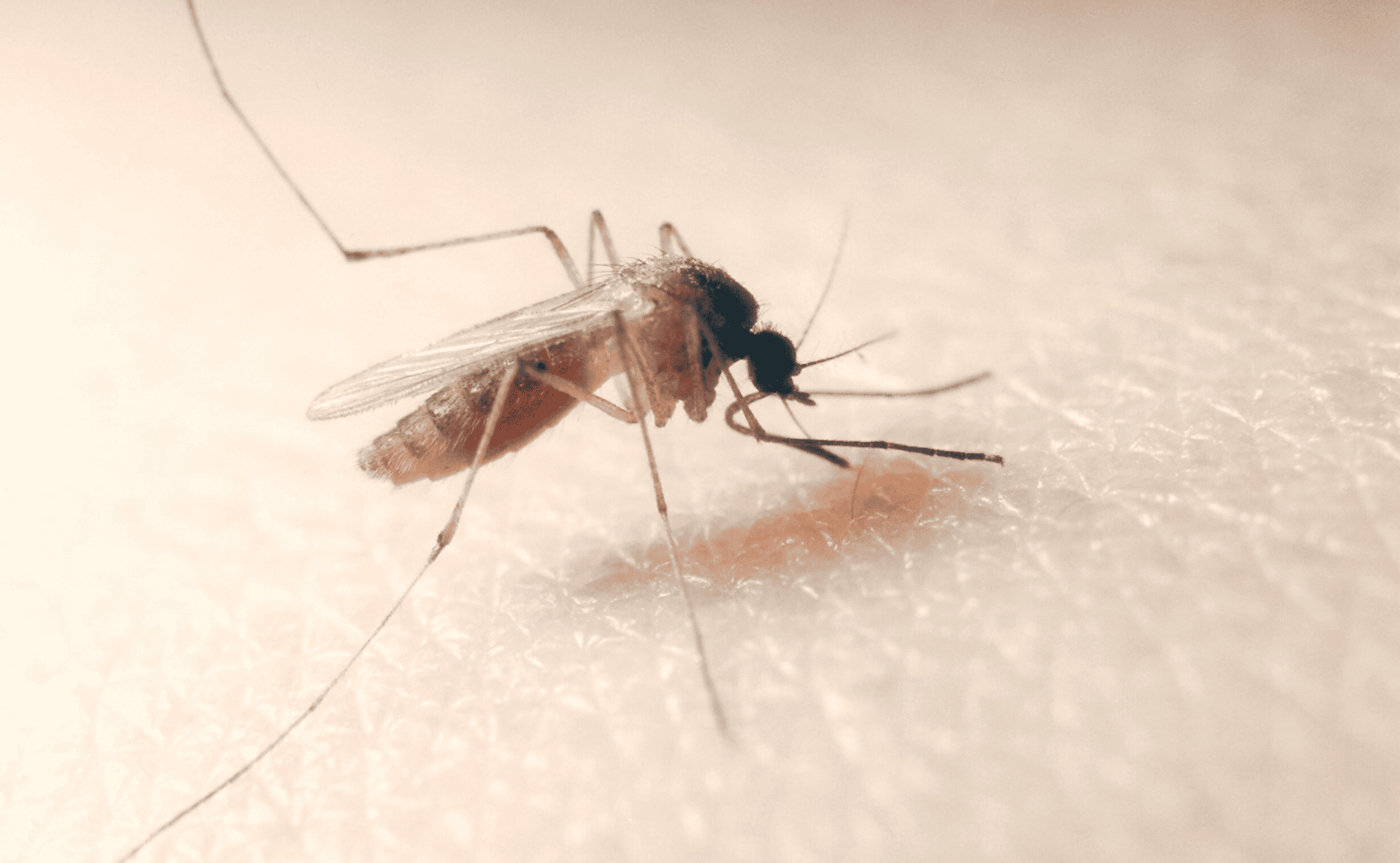 Culex Pipiens